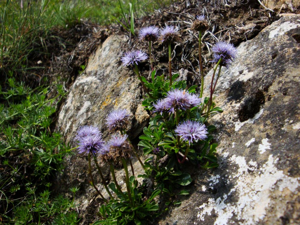 Globularia cordifolia / Vedovella celeste